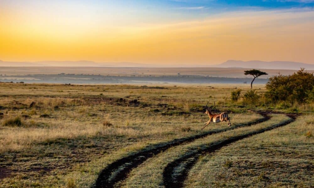 Keňa, safari