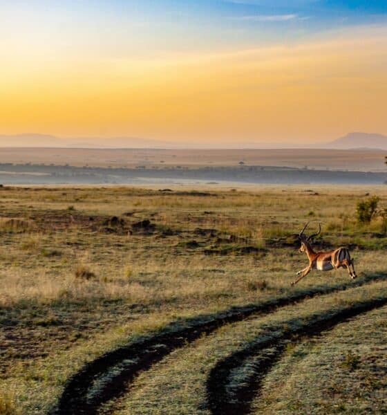 Keňa, safari