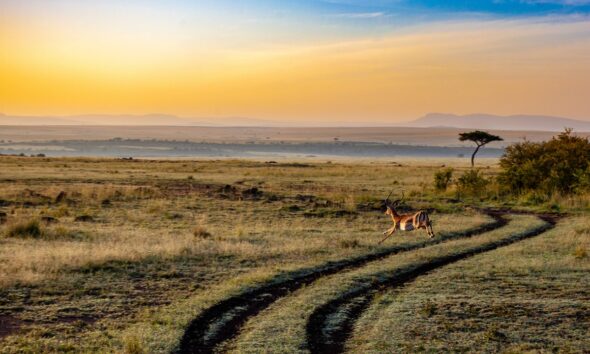 Keňa, safari