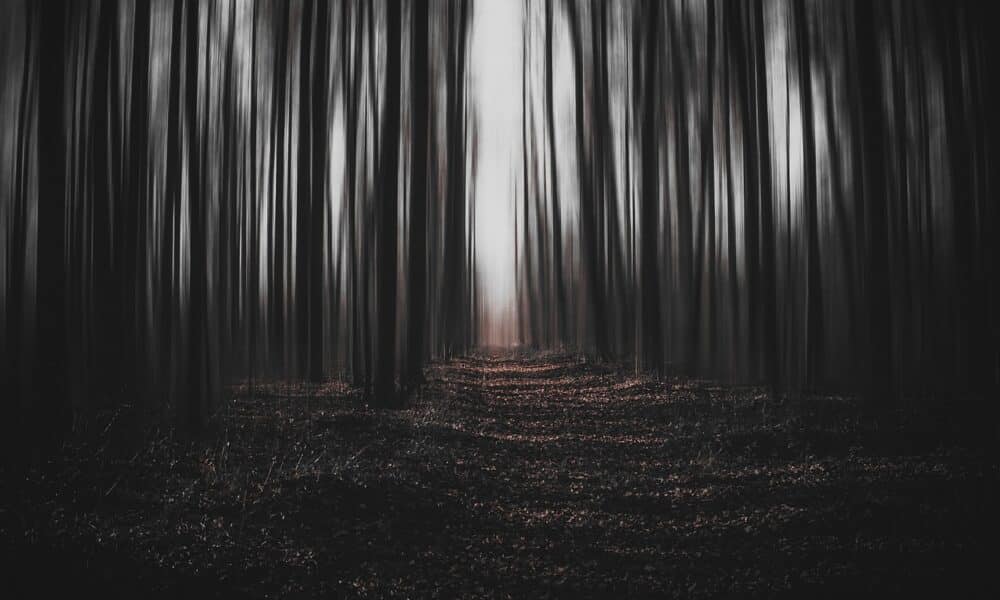 Aokigahara, les