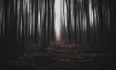 Aokigahara, les