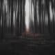 Aokigahara, les