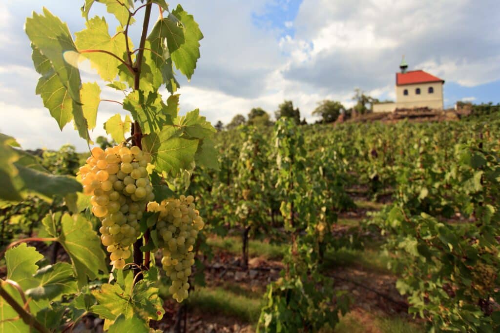 Vinice sv. Kláry v botanické zahradě a v zátiší kaple