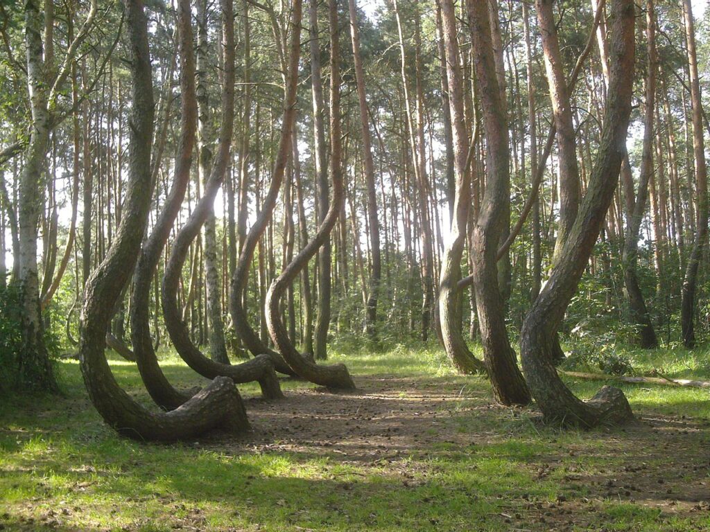 křivý les