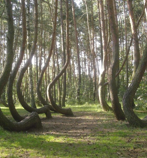 křivý les